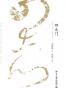四大门